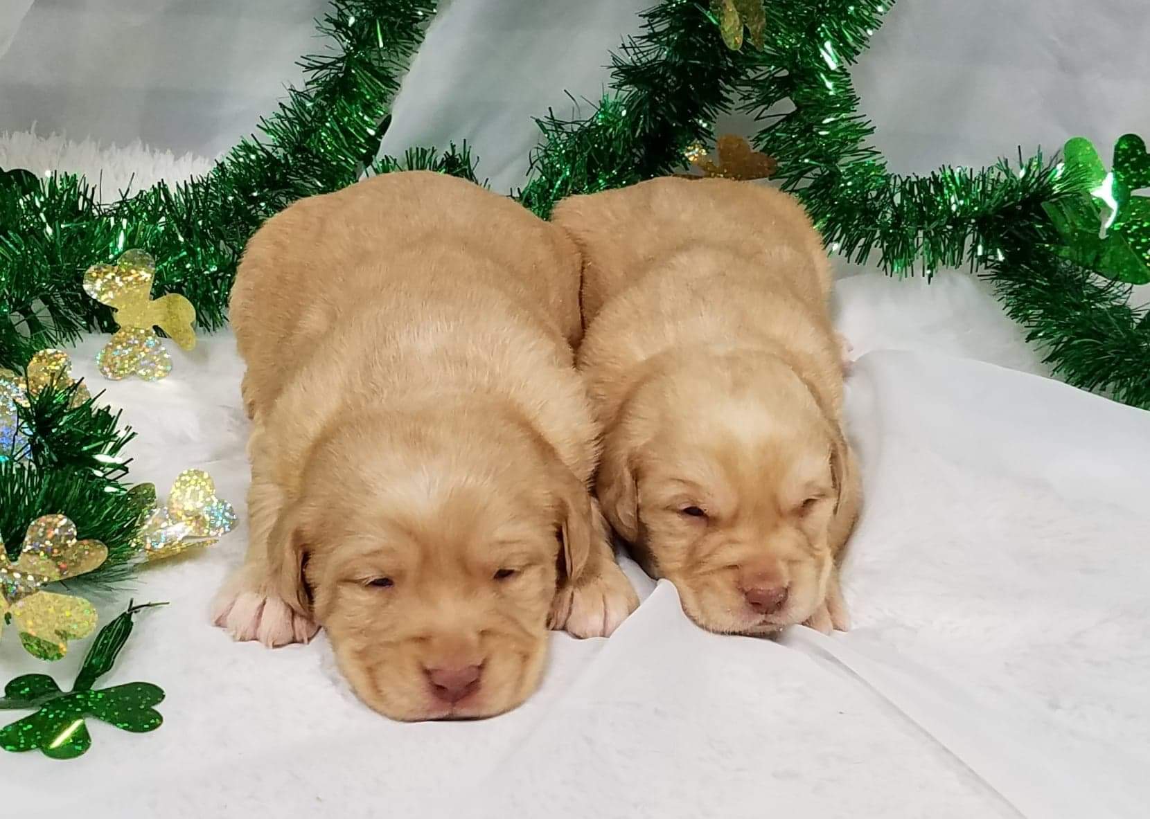 Mini Lab Puppies!
