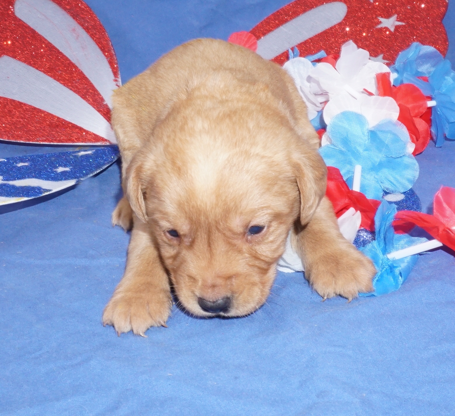 Mini Lab Puppies!